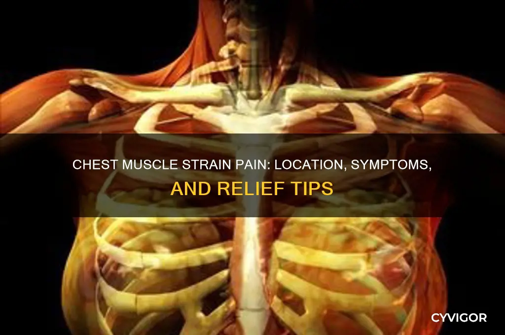 where is the pain in a chest muscle strain