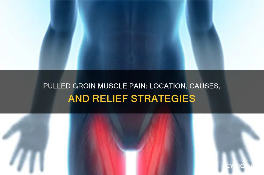 where is the pain pulled groin muscle
