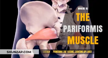 Pariformis Muscle: Location and Function