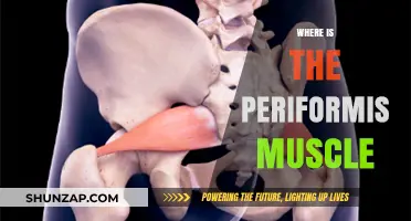 The Psoas and Piriformis Muscles: Location and Function