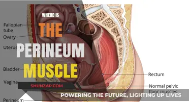 Finding the Perineum Muscle: Its Location and Benefits