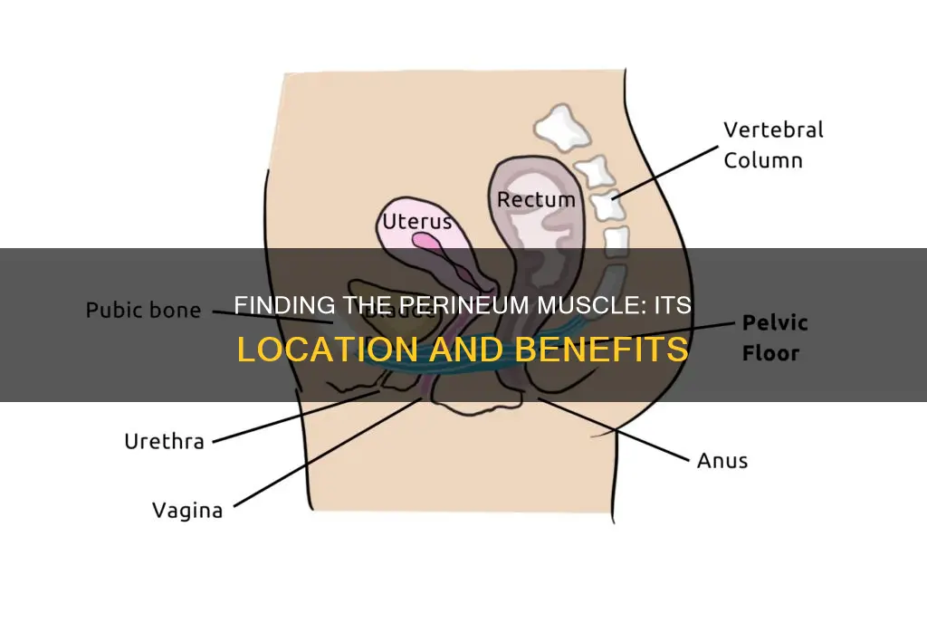 where is the perineum muscle