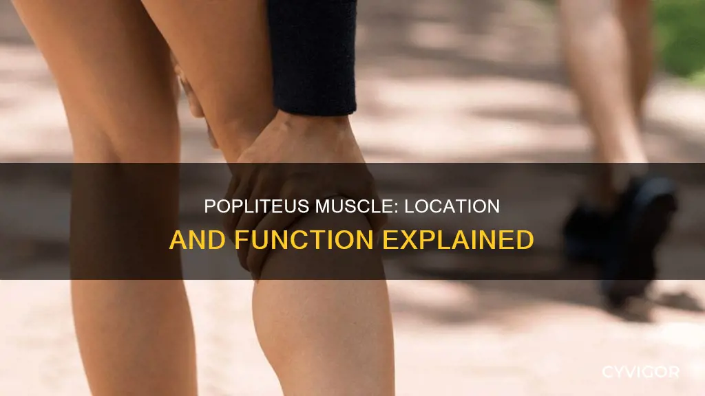 where is the popliteus muscle
