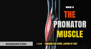 Pronator Muscle: Where is it Located?