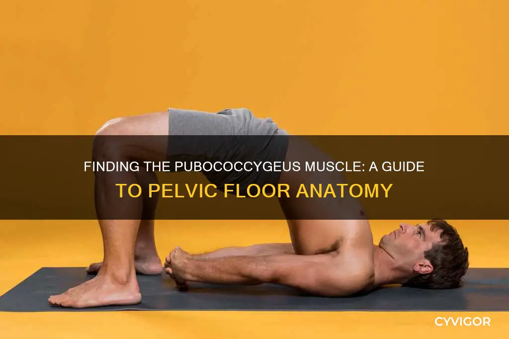 where is the pubococcygeus muscle