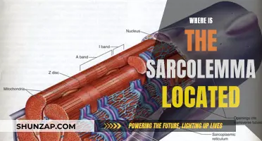 The Sarcolemma's Location: A Vital Component of Muscle Cells