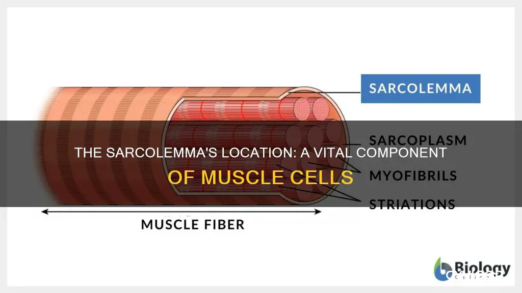 where is the sarcolemma located