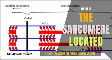 Sarcomere Location: Where in the Body Are They Found?