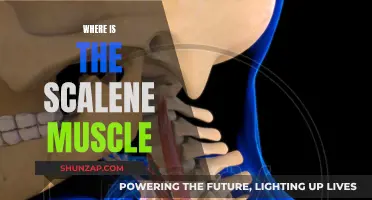 The Location of the Scalene Muscles: Where Are They?