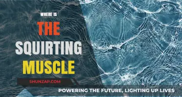 The Elusive Squirting Muscle: Where Is It?