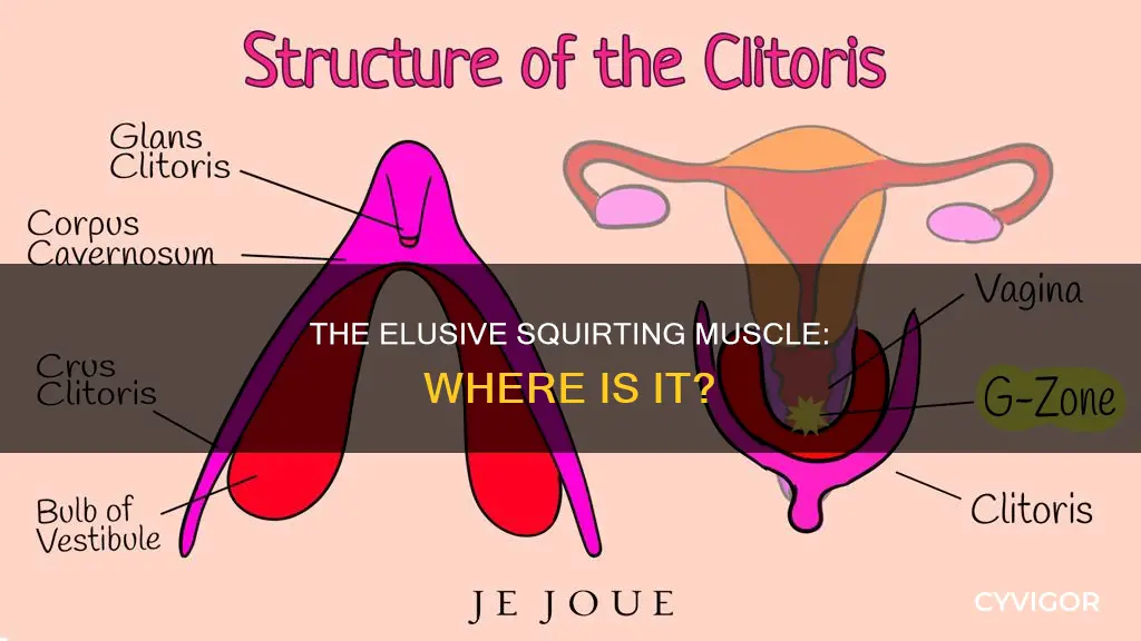 where is the squirting muscle