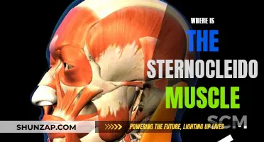 Sternocleidomastoid Muscle: Where Is It Located?