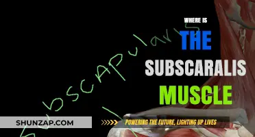 Subscularis Muscle: Where is it Located?