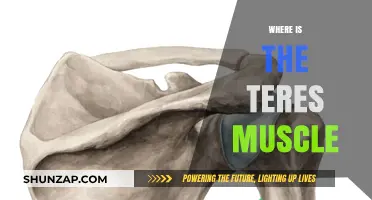 The Teres Muscle: Where is it Located?