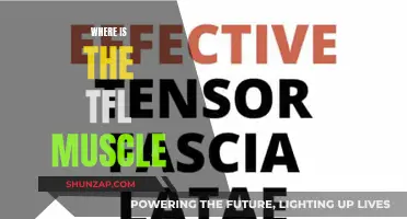 TFL Muscle Location: Uncover the Mystery Behind This Muscle