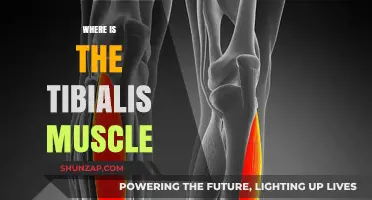 Tibialis Muscle Location: Ankle and Foot Anatomy