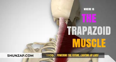 Trapazoid Muscle: Where is it Located?