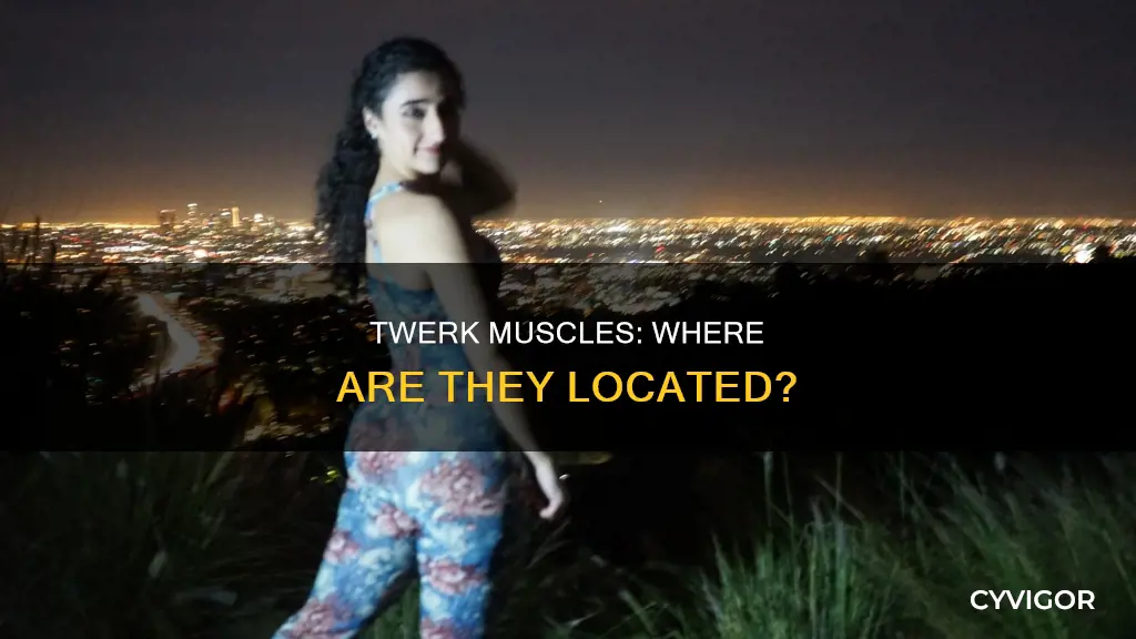 where is the twerk muscle