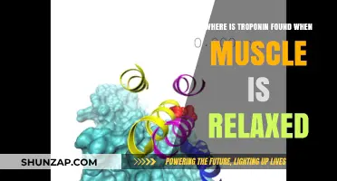 Troponin's Resting Location in Relaxed Muscles: Unveiling Its Hidden Position