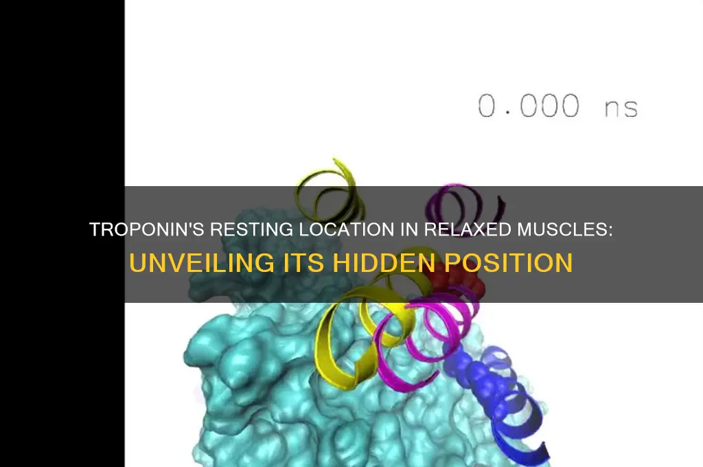 where is troponin found when muscle is relaxed