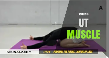 Understanding the UT Muscle: Location and Function