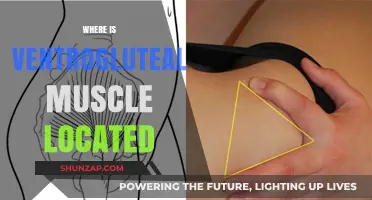The Ventrogluteal Muscle: Location and Function