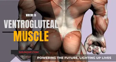 The Ventrogluteal Quadrant: Locating the Muscle for Injection Safety