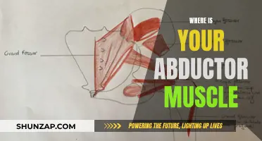 The Location of Your Abductor Muscle