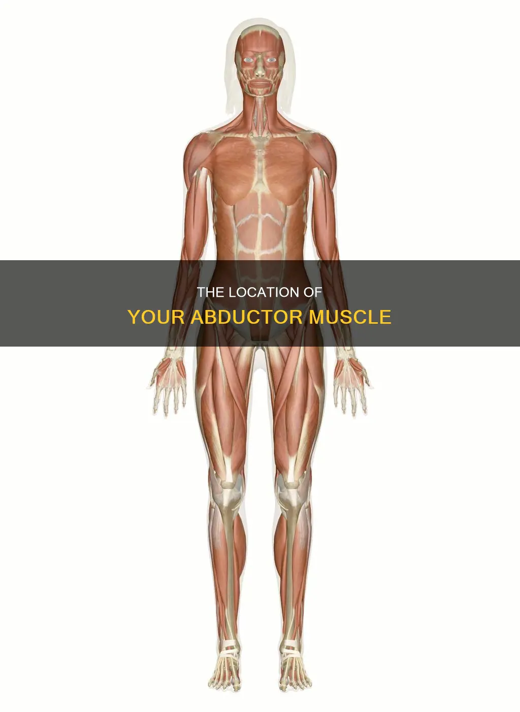 where is your abductor muscle