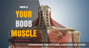Finding Your Pecs: Where Are Your Boob Muscles?