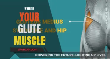 Glute Muscle: Know Its Location and Function