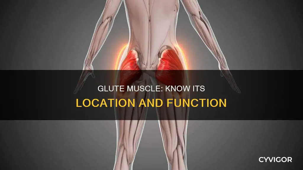 where is your glute muscle