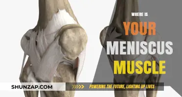 Meniscus Muscle Location: Knee Joint Anatomy