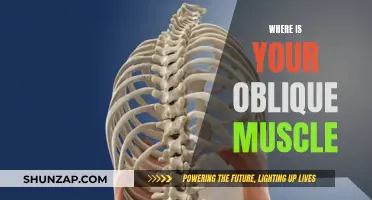 The Oblique Muscle: Location and Functionality Explained