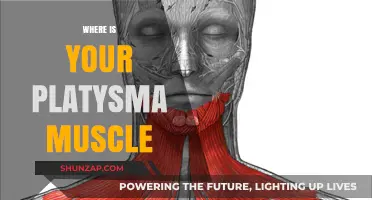 Platysma Muscle: Location and Function Explained