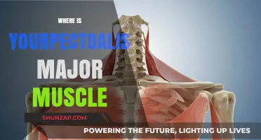 Pectoralis Major Muscle: Location and Function