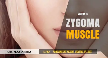 Zygoma Muscle: Where is it Located?