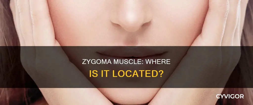 where is zygoma muscle