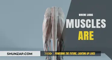 Lion's Muscular Anatomy: Where Are Their Muscles?