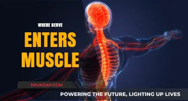 Muscle Movement: Nerve Entry Point