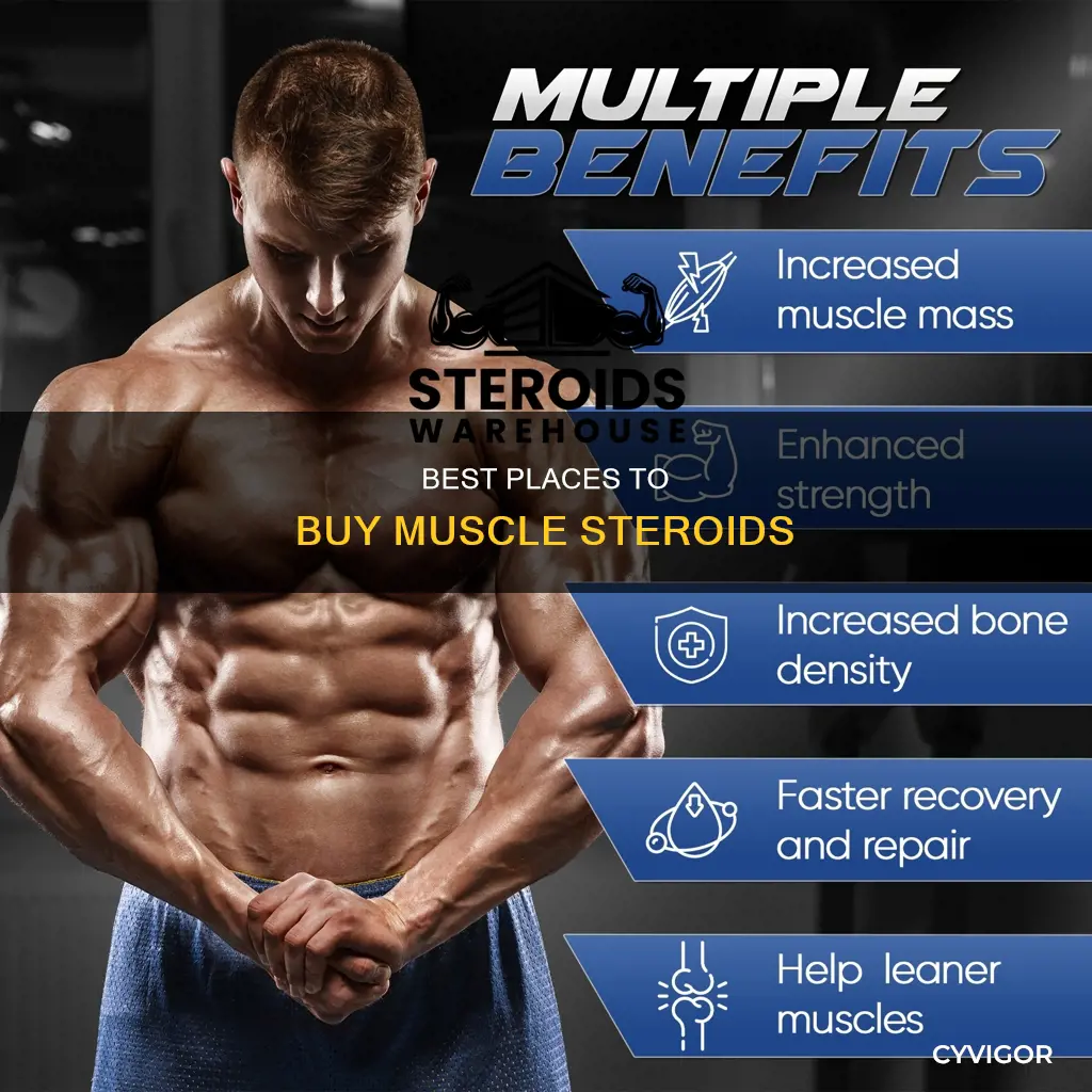 where to buy muscle steroids