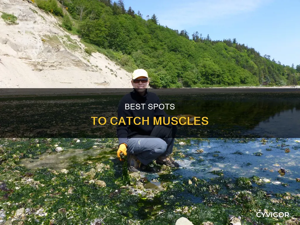 where to catch muscles