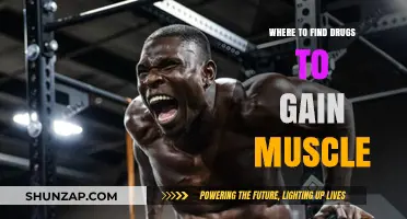 Best Sources for Muscle-Building Supplements: A Comprehensive Guide
