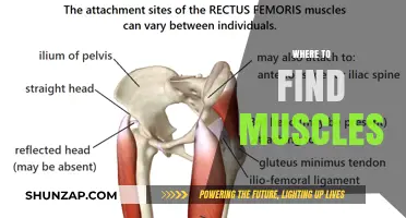 Finding Muscles: The Ultimate Guide to Anatomy and Movement