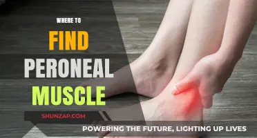 Unlocking the Peroneal Muscle: Where is it Located?