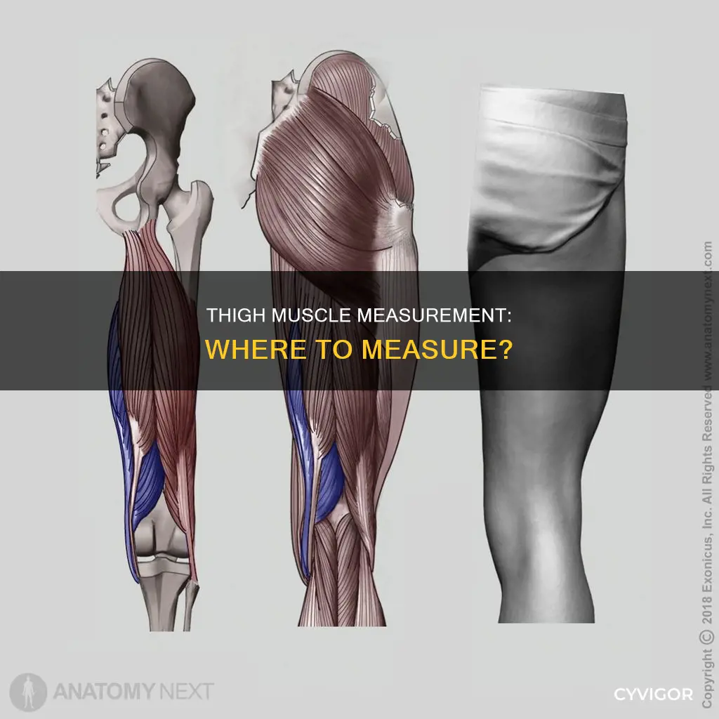 where to measure thigh muscle