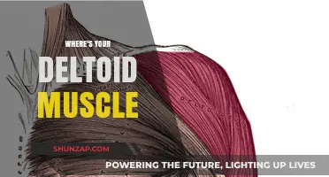 Deltoid Muscle: Where is it Located?
