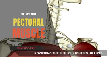Pectoral Muscle: Know Your Anatomy and Functionality
