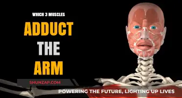 Key Muscles for Arm Adduction: Understanding Their Role and Function