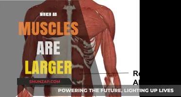 Uncover the Largest Ab Muscles and their Functions